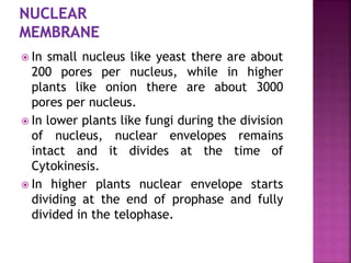  In small nucleus like yeast there are about
200 pores per nucleus, while in higher
plants like onion there are about 3000
pores per nucleus.
 In lower plants like fungi during the division
of nucleus, nuclear envelopes remains
intact and it divides at the time of
Cytokinesis.
 In higher plants nuclear envelope starts
dividing at the end of prophase and fully
divided in the telophase.
 