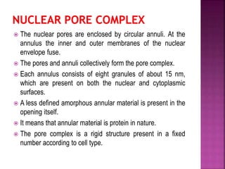  The nuclear pores are enclosed by circular annuli. At the
annulus the inner and outer membranes of the nuclear
envelope fuse.
 The pores and annuli collectively form the pore complex.
 Each annulus consists of eight granules of about 15 nm,
which are present on both the nuclear and cytoplasmic
surfaces.
 A less defined amorphous annular material is present in the
opening itself.
 It means that annular material is protein in nature.
 The pore complex is a rigid structure present in a fixed
number according to cell type.
 