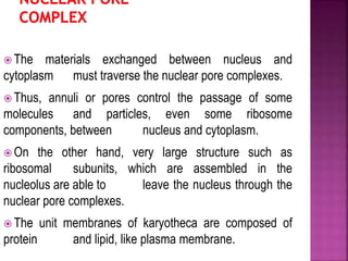  The materials exchanged between nucleus and
cytoplasm must traverse the nuclear pore complexes.
 Thus, annuli or pores control the passage of some
molecules and particles, even some ribosome
components, between nucleus and cytoplasm.
 On the other hand, very large structure such as
ribosomal subunits, which are assembled in the
nucleolus are able to leave the nucleus through the
nuclear pore complexes.
 The unit membranes of karyotheca are composed of
protein and lipid, like plasma membrane.
 