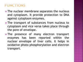  The nuclear membrane separates the nucleus
and cytoplasm. It provide protection to DNA
against cytoplasm enzymes.
 The transport of substances from nucleus to
cytoplasm and vice versa takes place through
the pore of envelope.
 The presence of many electron transport
enzymes has been reported within the
nuclear envelope of liver cells. It helps in
oxidative photo phosphorylation and electron
transport.
 