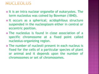  It is an intra nuclear organelle of eukaryotes. The
term nucleolus was coined by Bowman (1840).
 It occurs as a spherical; acidophilous structure
suspended in the nucleoplasm either in central or
eccentric position.
 The nucleolus is found in close association of a
specific chromosome at a fixed point called
nucleolus-organizing region.
 The number of nucleoli present in each nucleus is
fixed for the cells of a particular species of plant
or animal and it depends upon the number of
chromosomes or set of chromosomes.
 