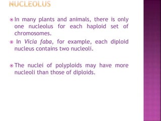  In many plants and animals, there is only
one nucleolus for each haploid set of
chromosomes.
 In Vicia faba, for example, each diploid
nucleus contains two nucleoli.
 The nuclei of polyploids may have more
nucleoli than those of diploids.
 