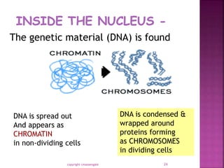 copyright cmassengale 24
The genetic material (DNA) is found
DNA is spread out
And appears as
CHROMATIN
in non-dividing cells
DNA is condensed &
wrapped around
proteins forming
as CHROMOSOMES
in dividing cells
 