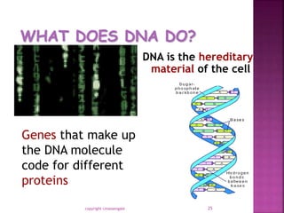 DNA is the hereditary
material of the cell
copyright cmassengale 25
Genes that make up
the DNA molecule
code for different
proteins
 