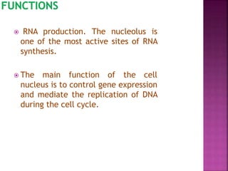  RNA production. The nucleolus is
one of the most active sites of RNA
synthesis.
 The main function of the cell
nucleus is to control gene expression
and mediate the replication of DNA
during the cell cycle.
 