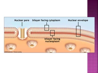 Nuclear pore bilayer facing cytoplasm Nuclear envelope
bilayer facing
nucleoplasm
.
 