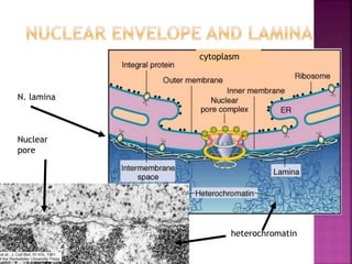 Nuclear
pore
N. lamina
cytoplasm
heterochromatin
 