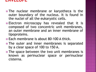  The nuclear membrane or karyotheca is the
outer boundary of the nucleus. It is found in
the nuclei of all the eukaryotic cells.
 Electron microscopy has revealed that it is
composed of two concentric unit membranes,
an outer membrane and an inner membrane of
lipoproteins.
 Each membrane is about 80-100 A thick.
 The outer and inner membranes is separated
by a clear space of 100 to 150 A.
 The space between the two unit membranes is
known as perinuclear space or perinuclear
cisterna.
 