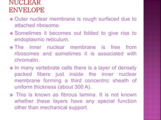  Outer nuclear membrane is rough surfaced due to
attached ribosome.
 Sometimes it becomes out folded to give rise to
endoplasmic reticulum.
 The inner nuclear membrane is free from
ribosomes and sometimes it is associated with
chromatin.
 In many vertebrate cells there is a layer of densely
packed fibers just inside the inner nuclear
membrane forming a third concentric sheath of
uniform thickness (about 300 A).
 This is known as fibrous lamina. It is not known
whether these layers have any special function
other than mechanical support.
 