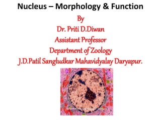 Nucleus – Morphology & Function
By
Dr. Priti D.Diwan
Assistant Professor
Department of Zoology
J.D.Patil Sangludkar Mahavidyalay Daryapur.
 