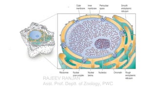 Comprehensive Overview of the Nuclear Envelope, Nuclear Pore Complex ...