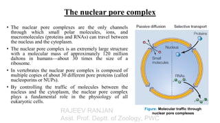 Comprehensive Overview of the Nuclear Envelope, Nuclear Pore Complex ...