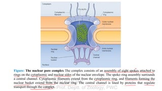 Nuclear Rings Comprehensive Overview of the Nuclear Envelope, Nuclear Pore Complex ...