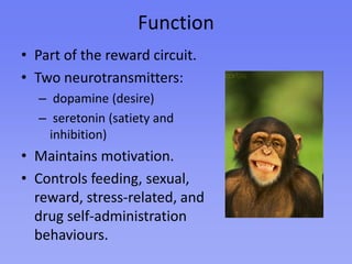 FunctionPart of the reward circuit.Two neurotransmitters: dopamine (desire) seretonin (satiety and inhibition)Maintains motivation.Controls feeding, sexual, reward, stress-related, and drug self-administration behaviours. 