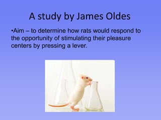 A study by James OldesAim – to determine how rats would respond to the opportunity of stimulating their pleasure centers by pressing a lever.ProcedureOldes implanted electrodes in the brains of the rats.They received an electrical shock to their nucleus accumbens each time they pressed a lever.In some conditions, an electrified grid was placed between the rat and the lever.