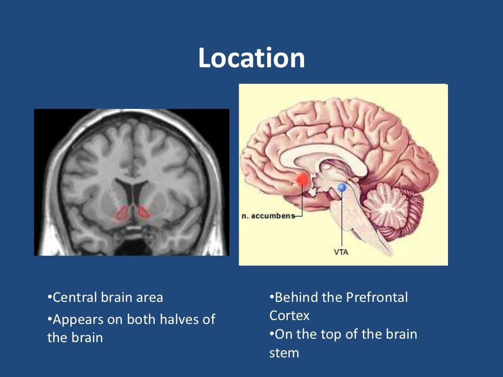 Comment Activer Le Noyau Accumbens Avec La Langue