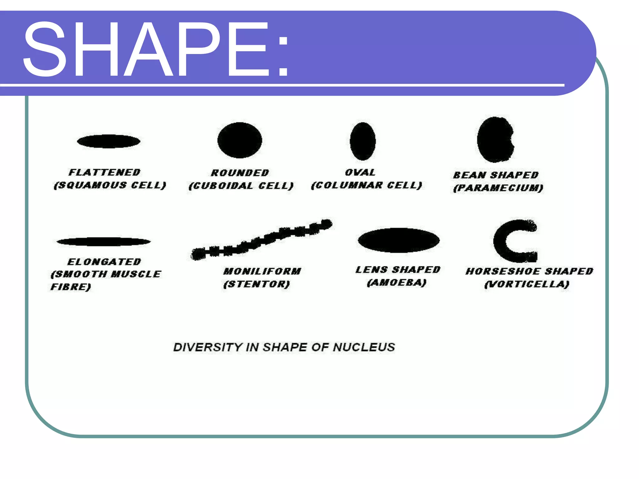 SHAPE:
 