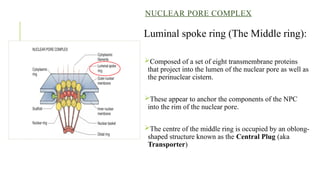 Nucleus and Nucleic Acid power point presentation | PPTX