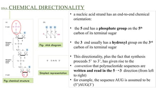 Nucleotide Direction Practic Nucleus and Nucleic Acid power point presentation | PPTX