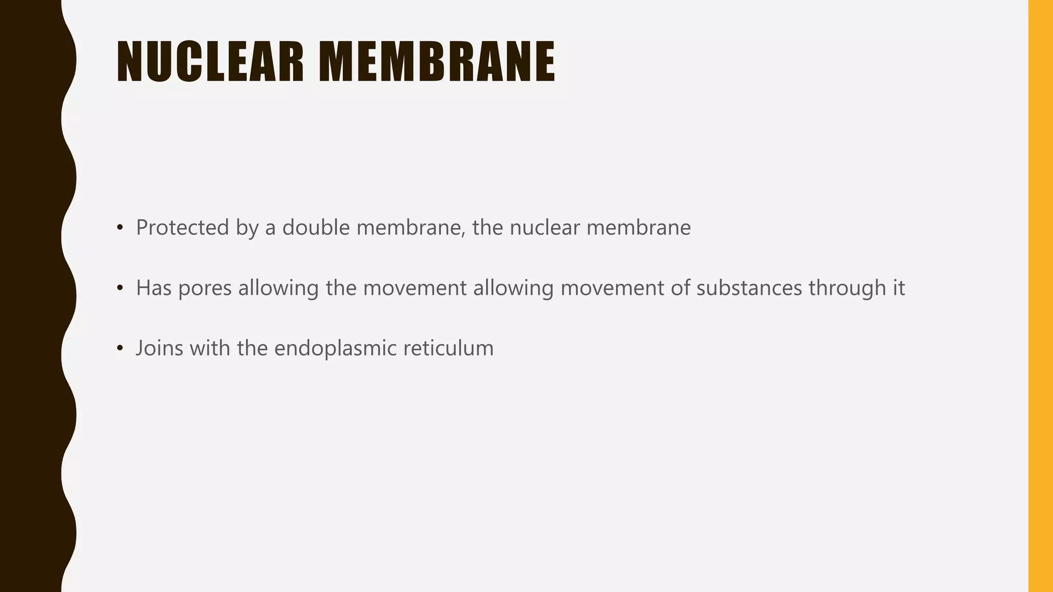 NUCLEAR MEMBRANE
• Protected by a double membrane, the nuclear membrane
• Has pores allowing the movement allowing movement of substances through it
• Joins with the endoplasmic reticulum
 