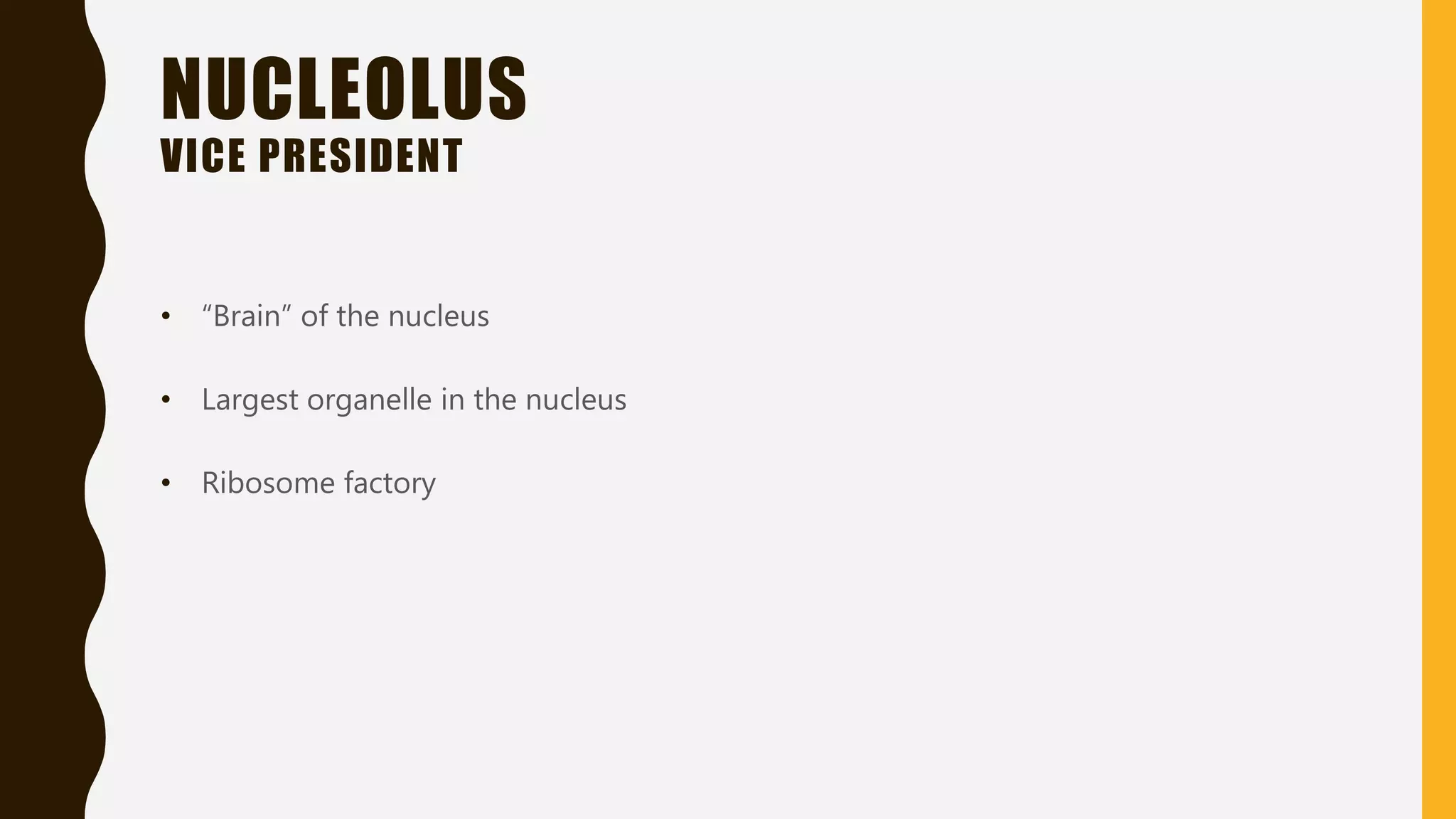 NUCLEOLUS
VICE PRESIDENT
• “Brain” of the nucleus
• Largest organelle in the nucleus
• Ribosome factory
 