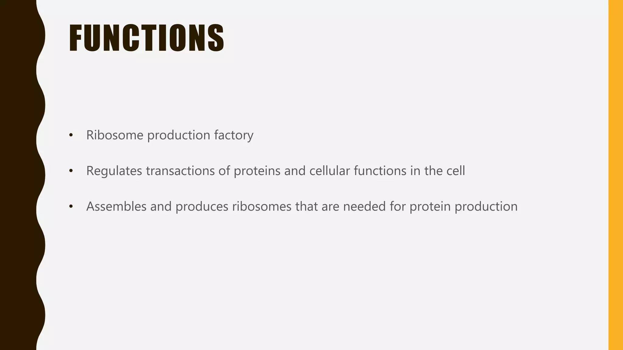 FUNCTIONS
• Ribosome production factory
• Regulates transactions of proteins and cellular functions in the cell
• Assembles and produces ribosomes that are needed for protein production
 
