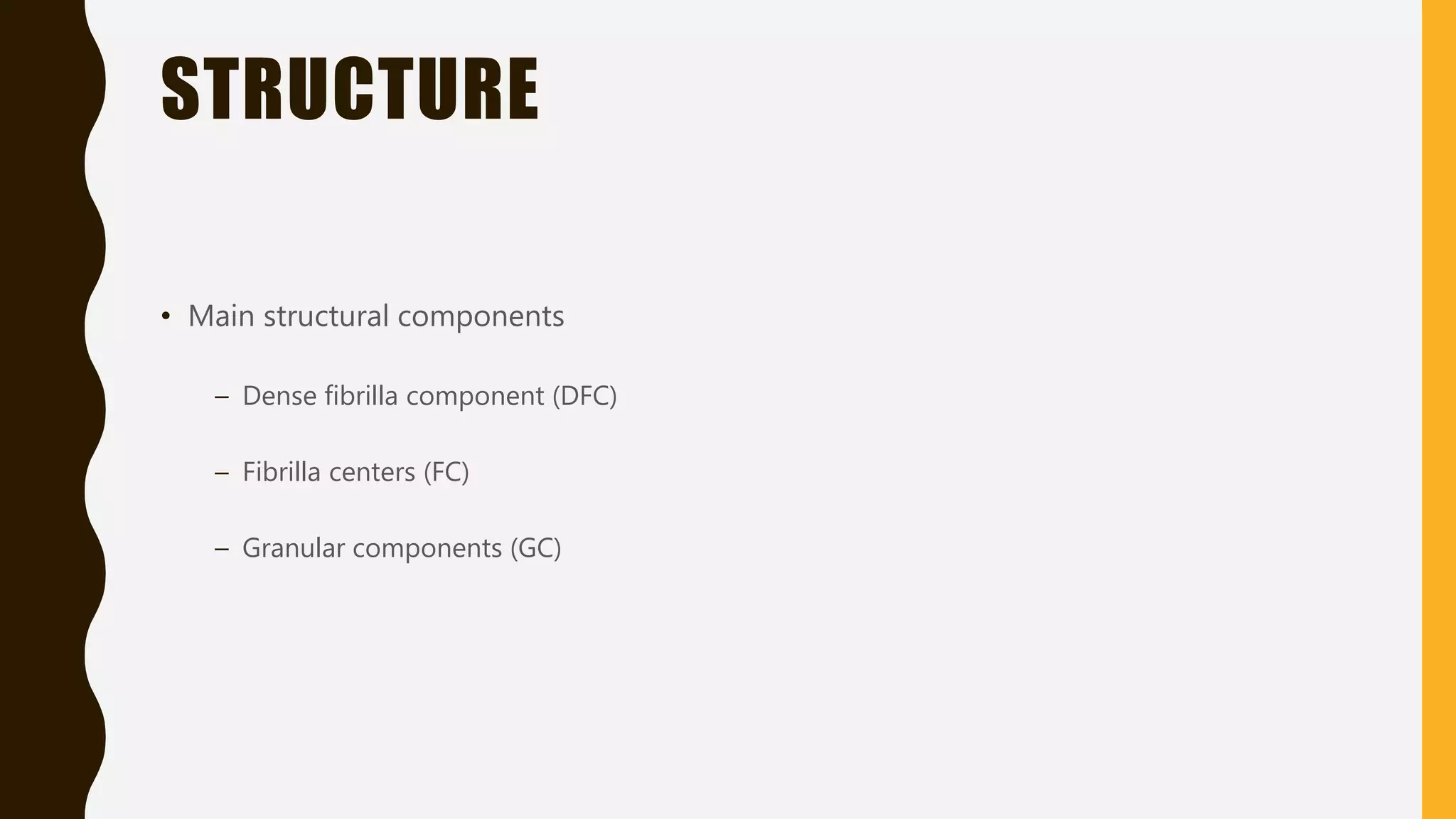 STRUCTURE
• Main structural components
– Dense fibrilla component (DFC)
– Fibrilla centers (FC)
– Granular components (GC)
 