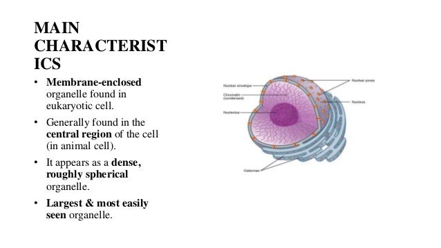 Nucleus & Endoplasmic reticulum