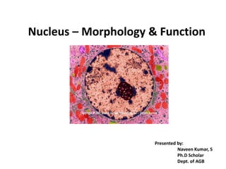 Nucleus – Morphology & Function




                      Presented by:
                                Naveen Kumar, S
                                Ph.D Scholar
                                Dept. of AGB
 