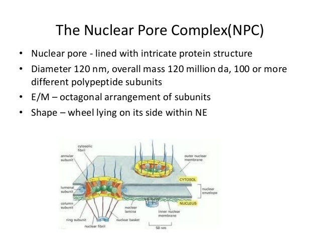 On The Octagonal Structure Of The Nuclear Pore Complex – TQDTXT