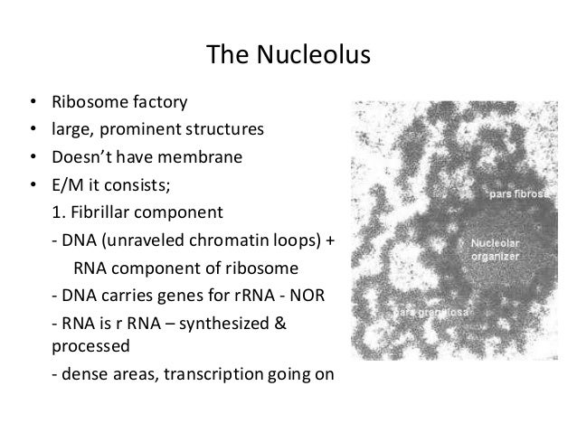 Nucleus U2013 Morphology U0026 Function