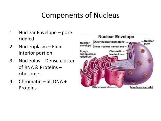 Nucleus U2013 Morphology U0026 Function