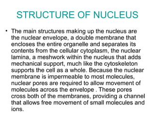 STRUCTURE OF NUCLEUS
• The main structures making up the nucleus are
the nuclear envelope, a double membrane that
encloses the entire organelle and separates its
contents from the cellular cytoplasm, the nuclear
lamina, a meshwork within the nucleus that adds
mechanical support, much like the cytoskeleton
supports the cell as a whole. Because the nuclear
membrane is impermeable to most molecules,
nuclear pores are required to allow movement of
molecules across the envelope . These pores
cross both of the membranes, providing a channel
that allows free movement of small molecules and
ions.
 