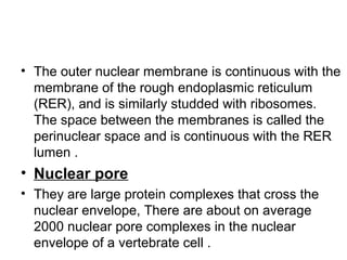 • The outer nuclear membrane is continuous with the
membrane of the rough endoplasmic reticulum
(RER), and is similarly studded with ribosomes.
The space between the membranes is called the
perinuclear space and is continuous with the RER
lumen .
• Nuclear pore
• They are large protein complexes that cross the
nuclear envelope, There are about on average
2000 nuclear pore complexes in the nuclear
envelope of a vertebrate cell .
 
