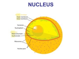 NUCLEUS
 