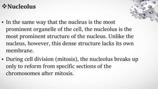Nucleolus
• In the same way that the nucleus is the most
prominent organelle of the cell, the nucleolus is the
most prominent structure of the nucleus. Unlike the
nucleus, however, this dense structure lacks its own
membrane.
• During cell division (mitosis), the nucleolus breaks up
only to reform from specific sections of the
chromosomes after mitosis.
 