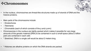 Chromosomes
• In the nucleus, chromosomes are thread-like structures made up of strands of DNA and the
histone proteins.
• Main parts of the chromosome include:
• Kinetochores
• Telomeres
• Chromatids (each of which consists of the p and q arm)
• Chromosomes in the nucleus are tightly packed which makes it possible for very large
amounts of the genetic material (DNA) to be contained in such a small space (about 3 billion
pairs are contained in each cell)
• * Stretched, DNA in a single cell would be about 2 meters long.
• * Histones are alkaline proteins on which the DNA strands are packed.
 