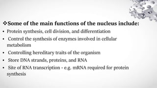 Some of the main functions of the nucleus include:
• Protein synthesis, cell division, and differentiation
• Control the synthesis of enzymes involved in cellular
metabolism
• Controlling hereditary traits of the organism
• Store DNA strands, proteins, and RNA
• Site of RNA transcription - e.g. mRNA required for protein
synthesis
 