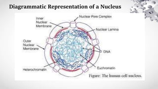 Diagrammatic Representation of a Nucleus
 