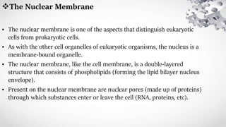 The Nuclear Membrane
• The nuclear membrane is one of the aspects that distinguish eukaryotic
cells from prokaryotic cells.
• As with the other cell organelles of eukaryotic organisms, the nucleus is a
membrane-bound organelle.
• The nuclear membrane, like the cell membrane, is a double-layered
structure that consists of phospholipids (forming the lipid bilayer nucleus
envelope).
• Present on the nuclear membrane are nuclear pores (made up of proteins)
through which substances enter or leave the cell (RNA, proteins, etc).
 
