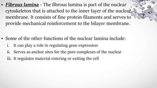 • Fibrous lamina - The fibrous lamina is part of the nuclear
cytoskeleton that is attached to the inner layer of the nuclear
membrane. It consists of fine protein filaments and serves to
provide mechanical reinforcement to the bilayer membrane.
• Some of the other functions of the nuclear lamina include:
i. It can play a role in regulating gene expression
ii. Serves as anchor sites for the pore complexes of the nuclear
iii. It regulates material entering or exiting the cell
 