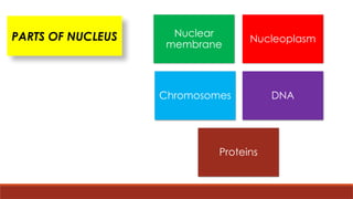 Nuclear
membrane
Nucleoplasm
Chromosomes DNA
Proteins
PARTS OF NUCLEUS
 