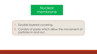 Nuclear
membrane
1. Double layered covering.
2. Consists of pores which allow the movement of
particles in and out.
 