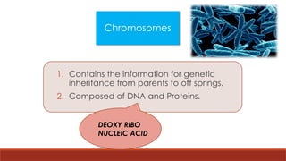 Chromosomes
1. Contains the information for genetic
inheritance from parents to off springs.
2. Composed of DNA and Proteins.
DEOXY RIBO
NUCLEIC ACID
 