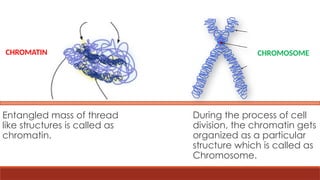 Entangled mass of thread
like structures is called as
chromatin.
During the process of cell
division, the chromatin gets
organized as a particular
structure which is called as
Chromosome.
CHROMATIN CHROMOSOME
 