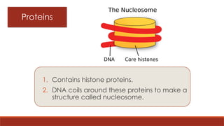 Proteins
1. Contains histone proteins.
2. DNA coils around these proteins to make a
structure called nucleosome.
 