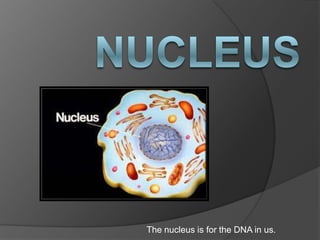 The nucleus is for the DNA in us.
 