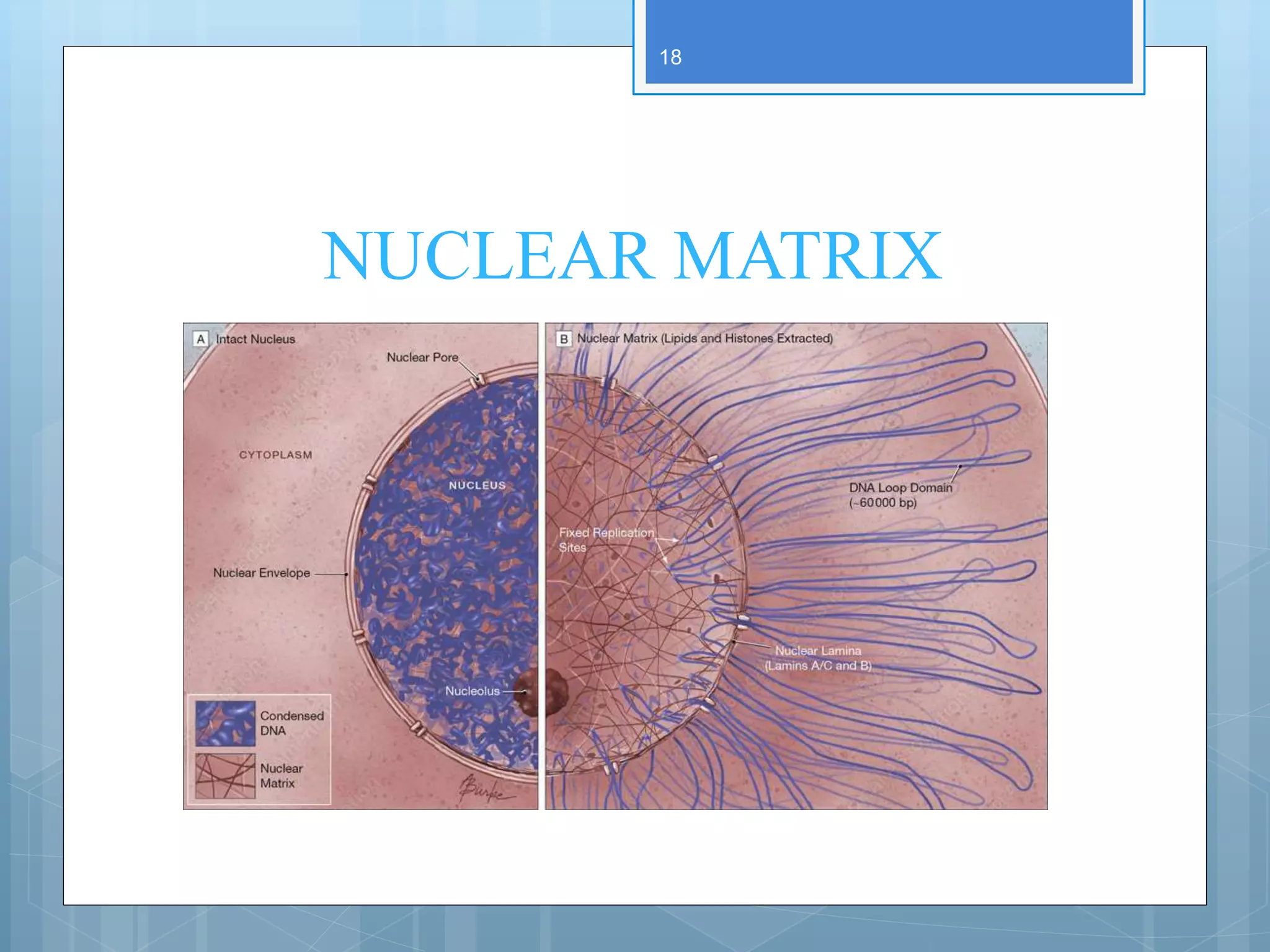NUCLEAR MATRIX
18
 