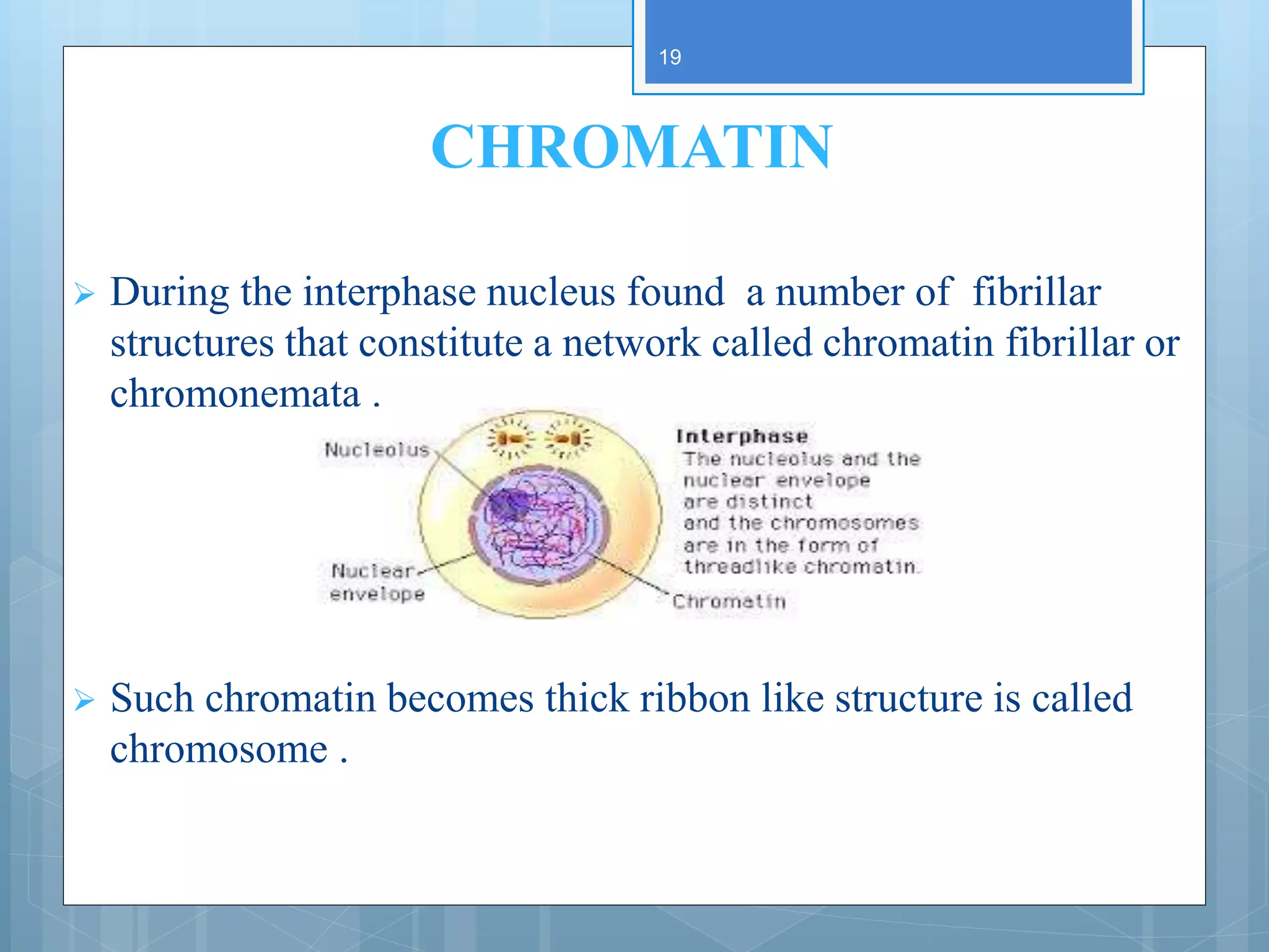 CHROMATIN
 During the interphase nucleus found a number of fibrillar
structures that constitute a network called chromatin fibrillar or
chromonemata .
 Such chromatin becomes thick ribbon like structure is called
chromosome .
19
 