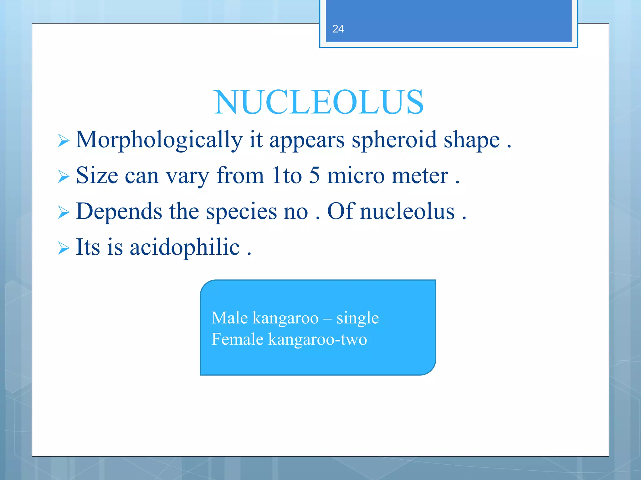 NUCLEOLUS
 Morphologically it appears spheroid shape .
 Size can vary from 1to 5 micro meter .
 Depends the species no . Of nucleolus .
 Its is acidophilic .
24
Male kangaroo – single
Female kangaroo-two
 